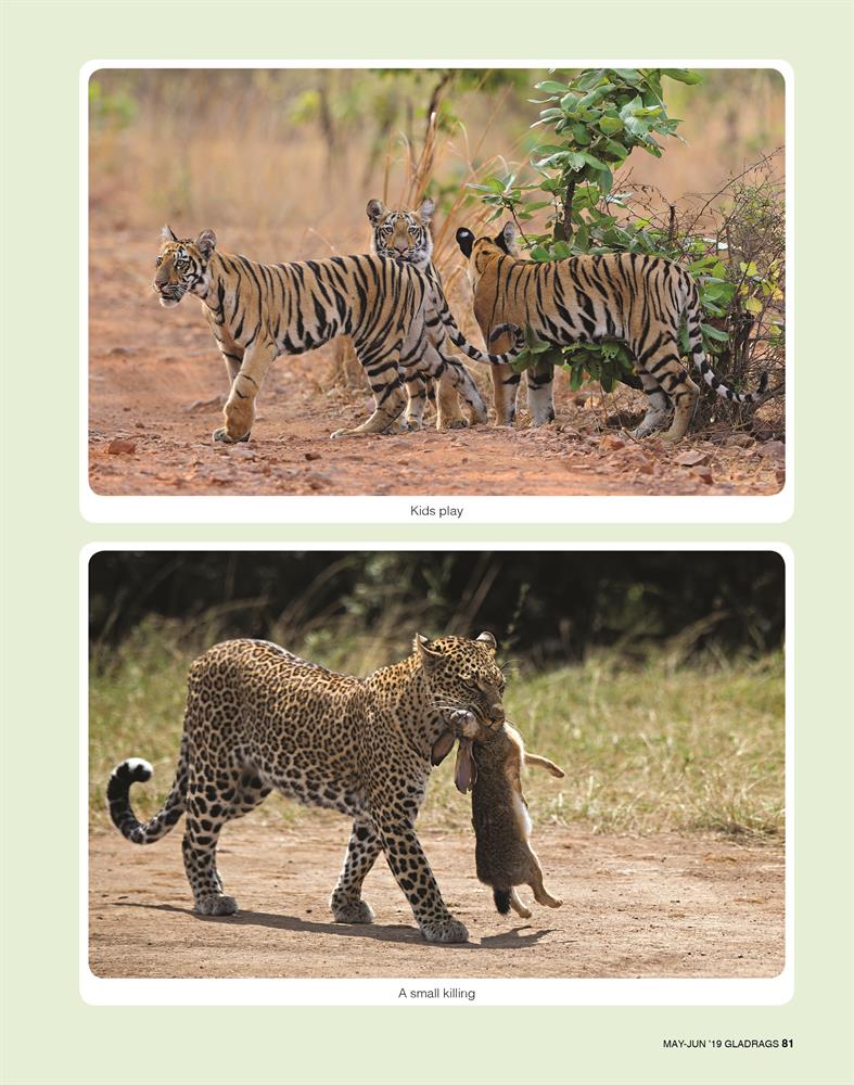 Queen of Wildlife